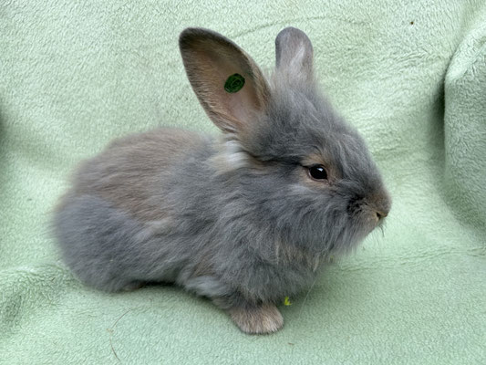 junges Bartkaninchen