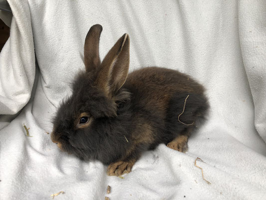 junges Bartkaninchen Weibchen