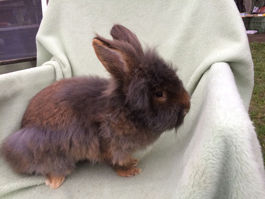 Bartkaninchen Luno - unser Zuchtbock - Belgisches Bartkaninchen