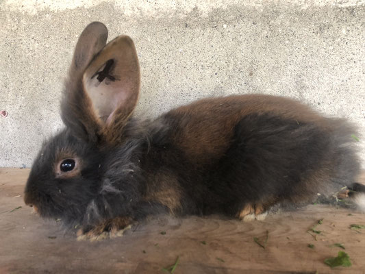 junges Bartkaninchen