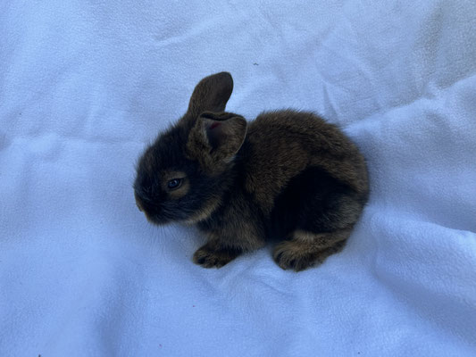 junges Bartkaninchen