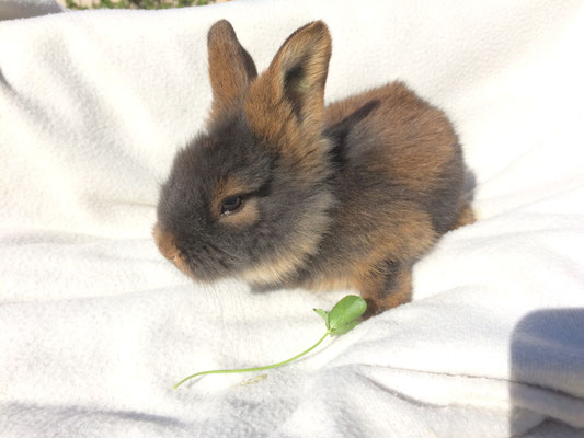 Junges Bartkaninchen