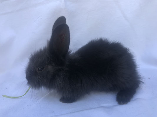 Junges Bartkaninchen