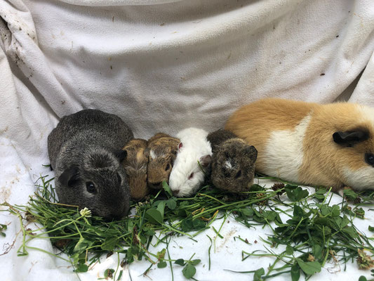 junge Meerschweinchen mit Mutter Elena und Vater Merlin