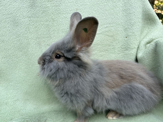 junges Bartkaninchen