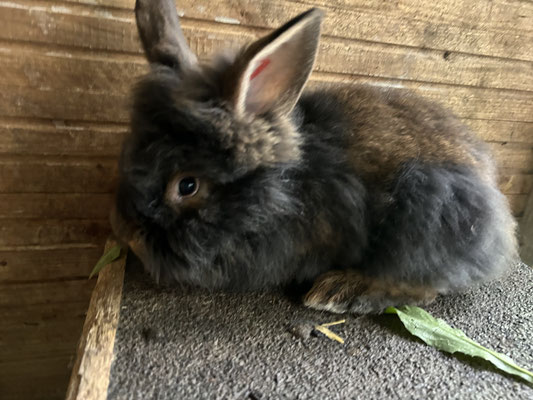 junges Bartkaninchen