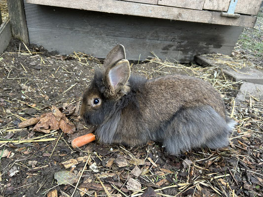 Bartkaninchen Bock Sid