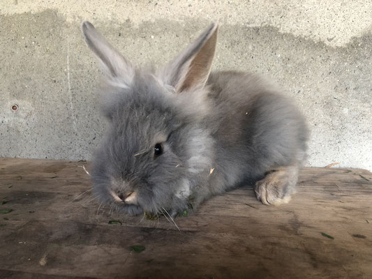 junges Bartkaninchen - blauwildfarbig