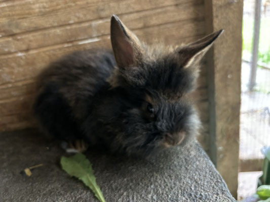 junges Bartkaninchen