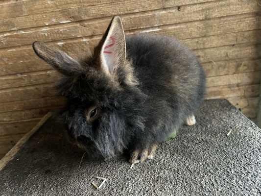 junges Bartkaninchen