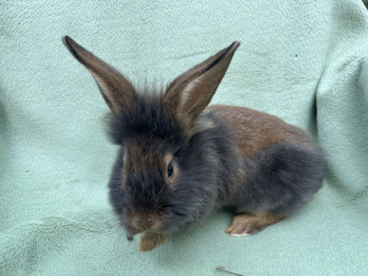 junges Bartkaninchen