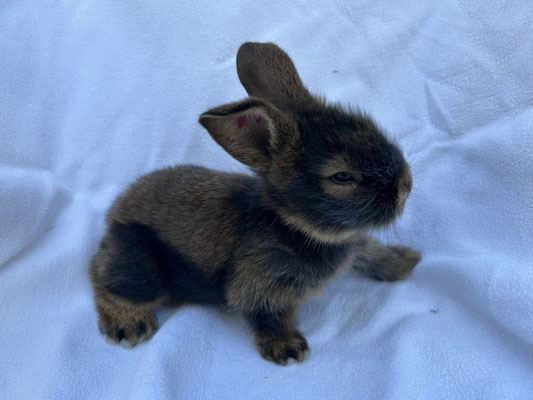 junges Bartkaninchen