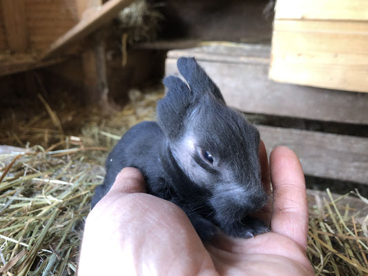 junges Bartkaninchen