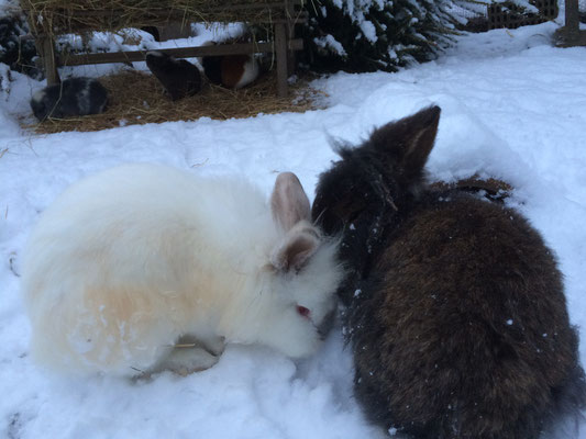 Bartkaninchen Holly mit Jeronimo im Schnee - Belgisches Bartkaninchen