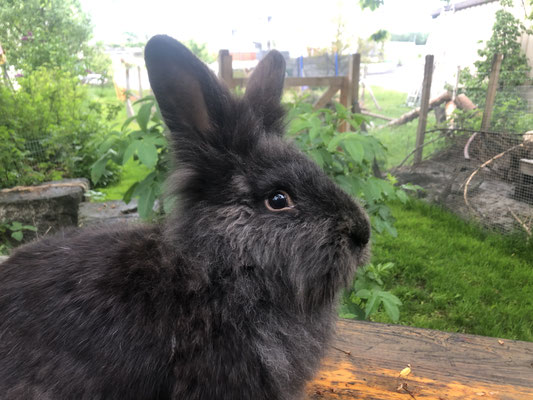 Bartkaninchen Nera