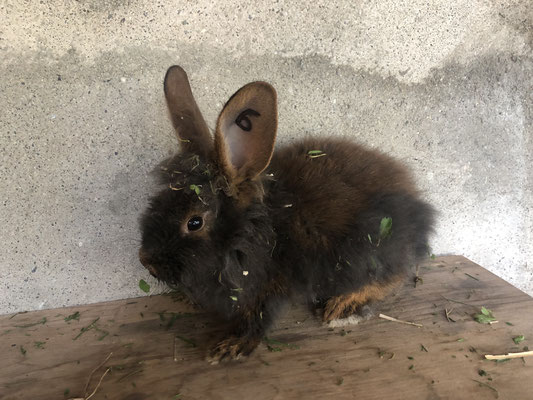 junges Bartkaninchen