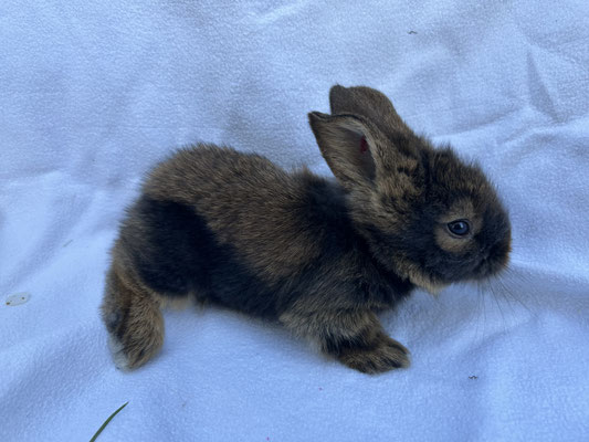 junges Bartkaninchen