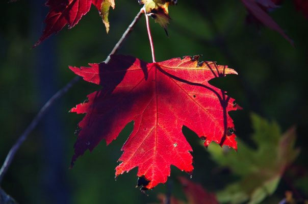 Herbst