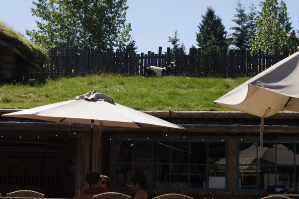 Coombs Farmermarkt samt Ziege auf dem Dach