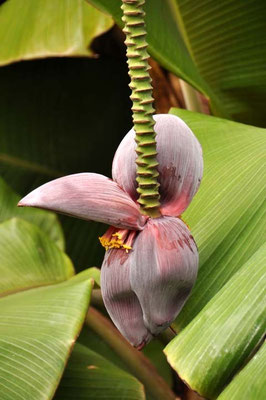 Bananenblüte