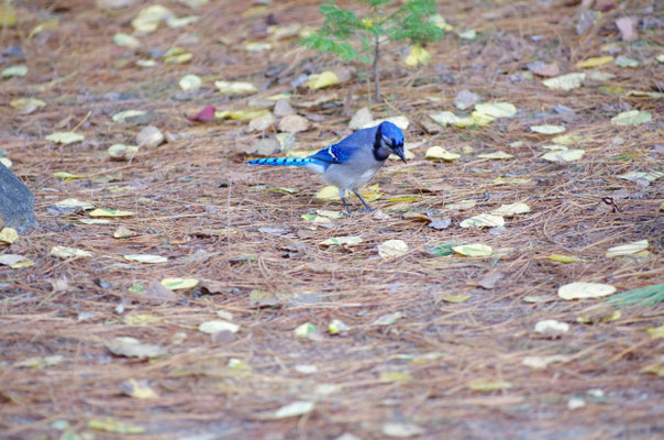 Blue Jay, ein Blauhäher