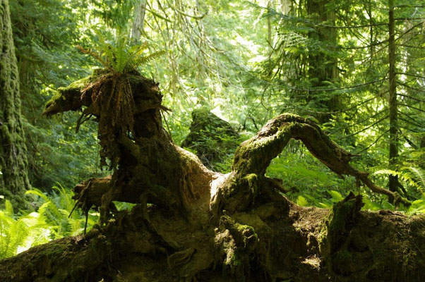Die Regenwälder sehen oft wie Märchenwälder aus