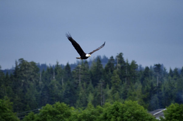 Die Weißkopfseeadler leben ganzjährig im Hafen