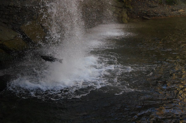 wohin im Herbst der atlantische Lachs wandert