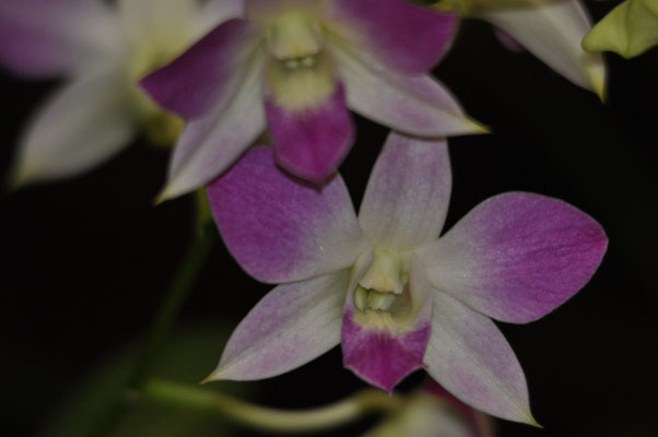 Über 180 Arten von Orchideen kann man hier bewundern,