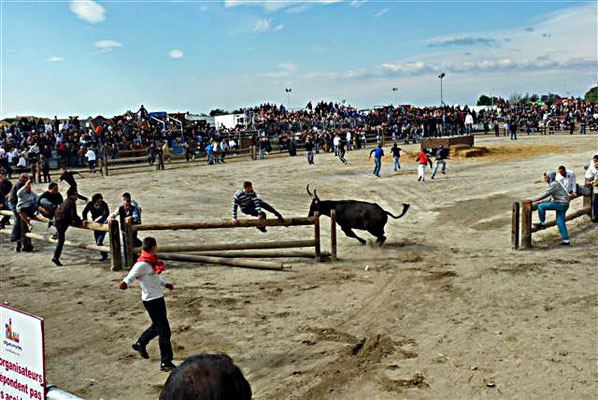 course de taureaux dans le "plan"