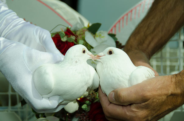 Hochzeitstauben - Hochzeitsbilder