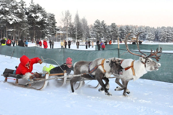 Rentierrennen  beim Wintermarkt in Jokkmokk