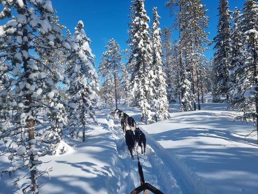 Huskytouren in Lappland