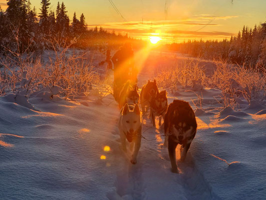 Huskytour im Sonnenuntergang