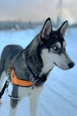 JOKER, geb 31.05.2025