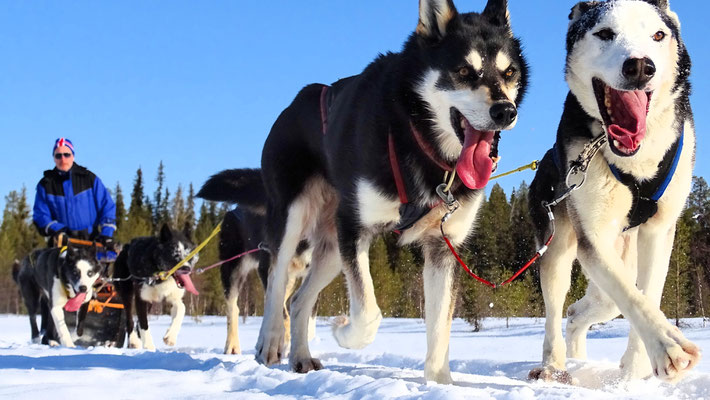 Auf Tour mit unseren Huskys