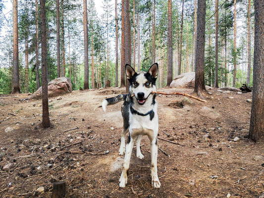 Macho wird wohl ein Apportierhund