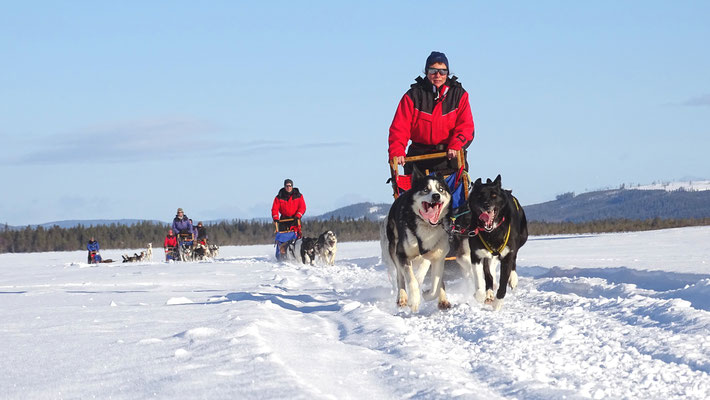 Huskys voller Energie