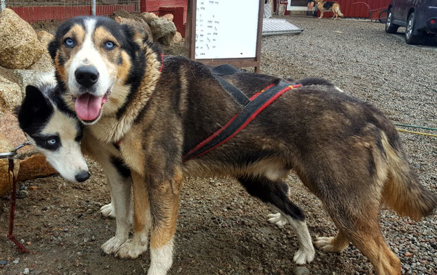 Balou, einer unserer besten Leithunde