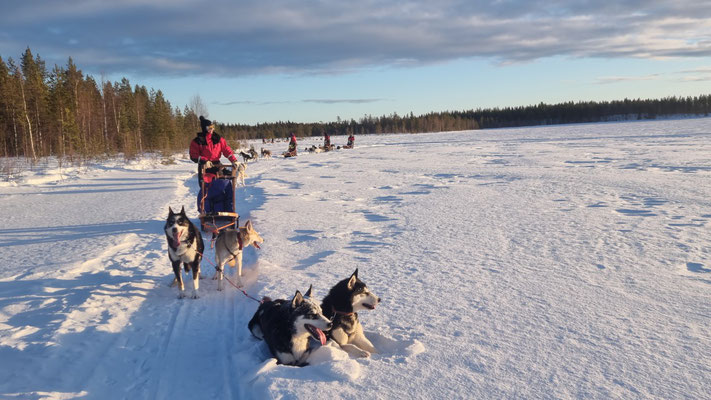 Huskytouren in Schweden erleben