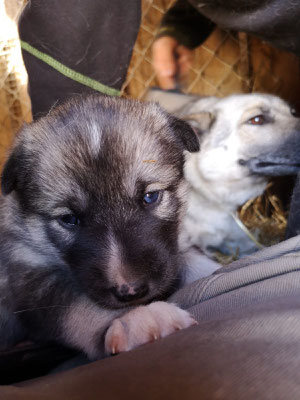 Die Jüngsten auf dunserer Huskyfarm sind Polly und Puffin