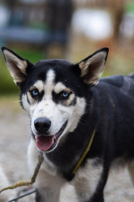 YUKON, geb 08.02.2019 - Pate: Anita+Karl