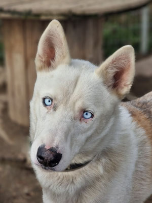 ENZO