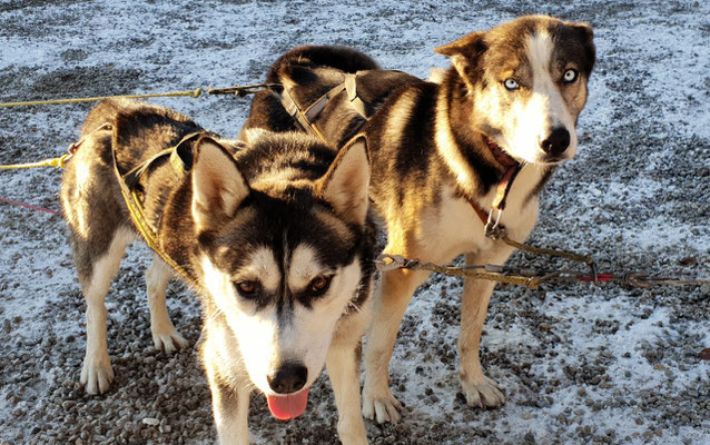 Unsere Schlittenhunde Joda und Spray vor dem Quad