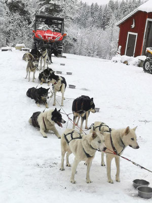 Unsere Huskyfarm Bewohner nach getaner Arbeit