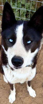 Inuit, der Schlittenhund