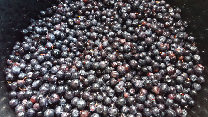 Blaubeeren sammeln machen auch viel Spaß