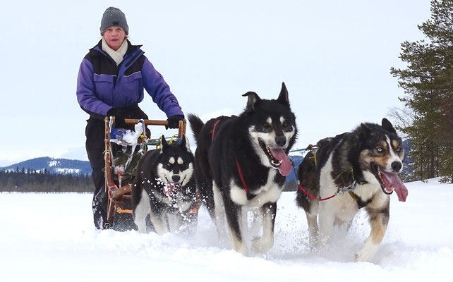 Hundeschlittentouren in Lappland