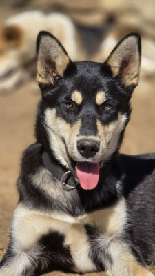 IDEFIX, geb 13.11.2024