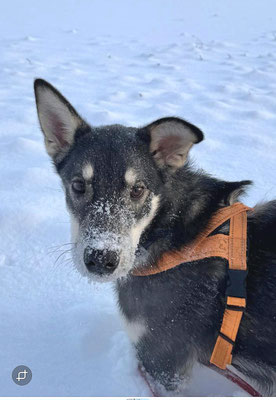 CHARLIE, geb 20.05.2025